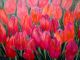 Tulipany Rabata 50x65